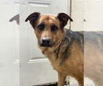 Small #7 German Shepherd Dog Mix