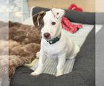 Small #19 Jack Russell Terrier Mix