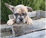 Small #3 French Bulldog