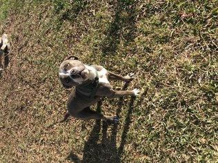 American Pit Bull Terrier Puppy for sale in JACKSONVILLE, FL, USA