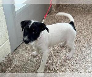 Mutt Dog for Adoption in Pueblo, Colorado USA