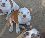 Small #3 Olde English Bulldogge