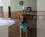 Small #18 Golden Retriever