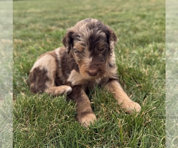 Medium Photo #5 Goldendoodle Puppy For Sale in HOWARD CITY, MI, USA