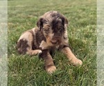 Small #4 Goldendoodle