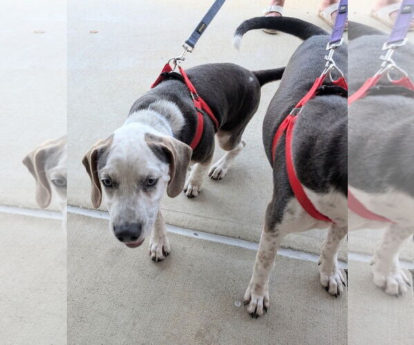 Medium Photo #6 Mutt Puppy For Sale in Holly Springs, NC, USA