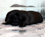 Small Photo #82 Pug Puppy For Sale in WINNSBORO, TX, USA