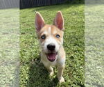 Small #11 Siberian Husky Mix