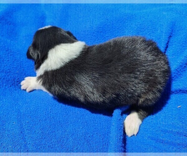 Medium Photo #90 Border Collie Puppy For Sale in NORBORNE, MO, USA