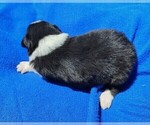 Small Photo #90 Border Collie Puppy For Sale in NORBORNE, MO, USA