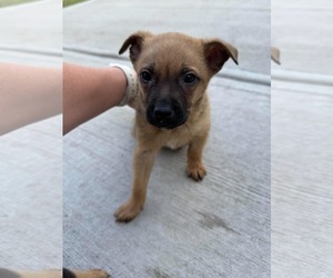 Chihuahua-Unknown Mix Dogs for adoption in Woodbury, NY, USA
