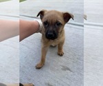 Small Chihuahua Mix