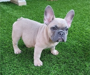 French Bulldog Puppy for sale in LAS VEGAS, NV, USA