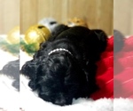 Puppy BEAU Cocker Spaniel