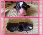 Small #6 Bernese Mountain Dog