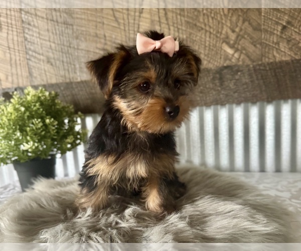 Medium Photo #5 Yorkshire Terrier Puppy For Sale in NAPPANEE, IN, USA