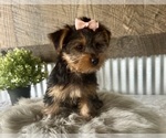 Small #4 Yorkshire Terrier