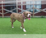 Small #1 Mutt