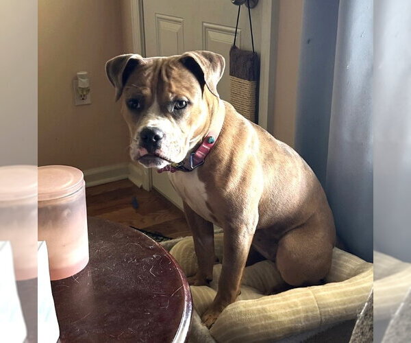 Medium Photo #4 Boxer-Unknown Mix Puppy For Sale in Germanton, TN, USA