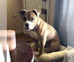 Small #3 Boxer Mix