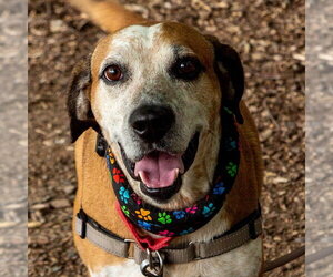 Walter - Male Mutt Dog for Adoption - Photo #13