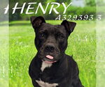 Small Photo #2 American Pit Bull Terrier Puppy For Sale in St. Cloud, FL, USA