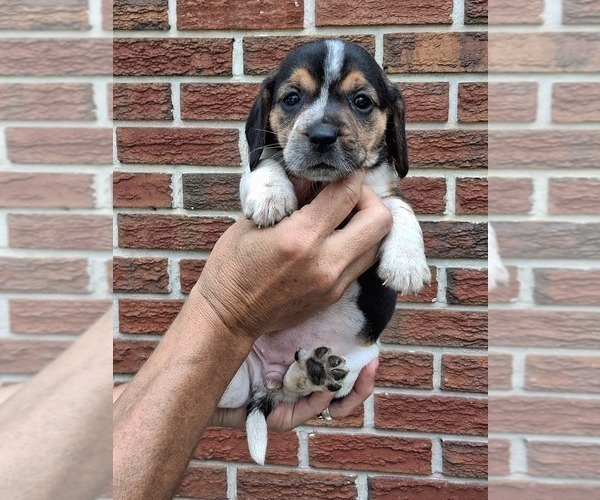Medium Photo #7 Beagle Puppy For Sale in BLAIRSVILLE, GA, USA