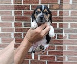 Small #6 Beagle