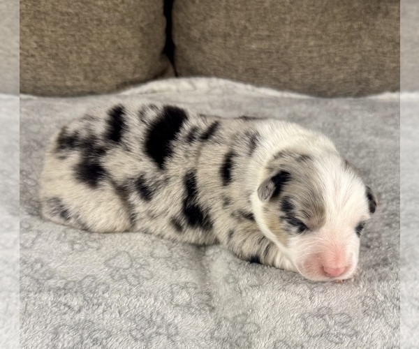 Medium Photo #96 Australian Shepherd Puppy For Sale in SALISBURY, NC, USA
