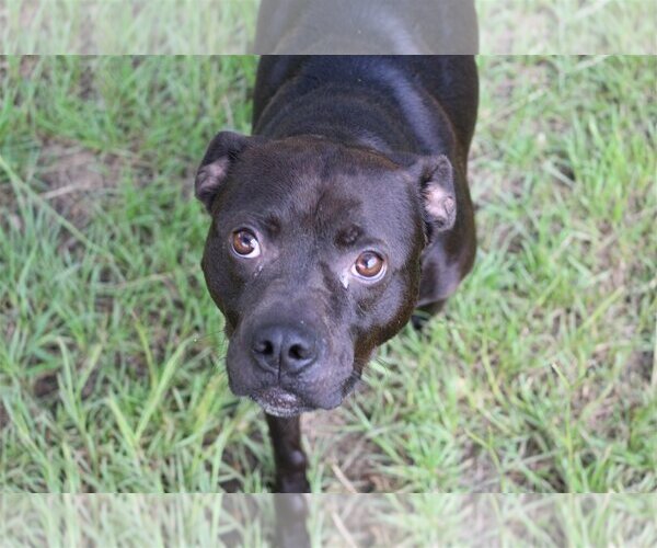 Medium Photo #1 Boxador Puppy For Sale in Jackson, MS, USA