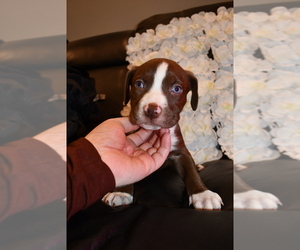 American Pit Bull Terrier Puppy for sale in PHILA, PA, USA