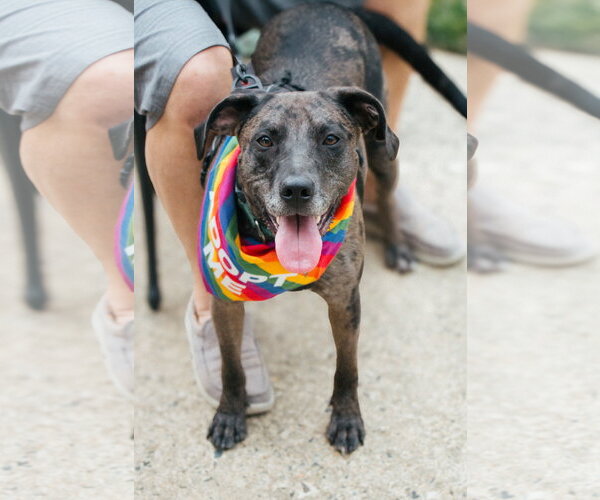 Medium Photo #2 Catahoula Leopard Dog Puppy For Sale in Oakhurst, NJ, USA