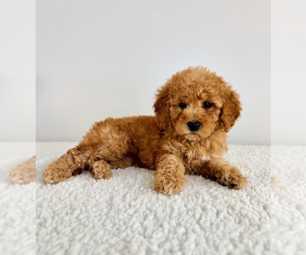 Medium Photo #2 Goldendoodle (Miniature) Puppy For Sale in GREENFIELD, IN, USA