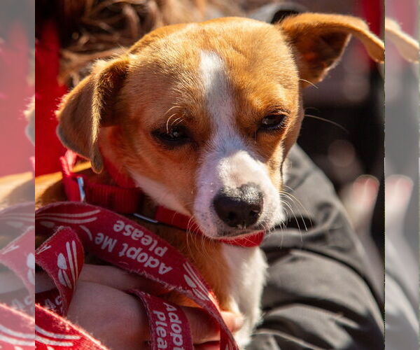 Medium Photo #6 Chihuahua-Unknown Mix Puppy For Sale in Canton, CT, USA