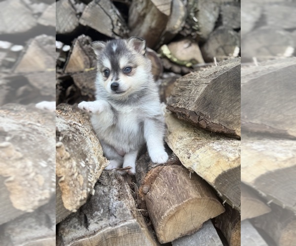 Medium Photo #3 Alaskan Klee Kai-Pomsky Mix Puppy For Sale in STAPLES, MN, USA