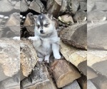 Small #2 Alaskan Klee Kai-Pomsky Mix