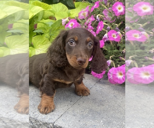 Medium Photo #4 Dachshund Puppy For Sale in CANOGA, NY, USA