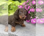 Small #3 Dachshund