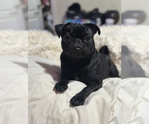 Mother of the Pug puppies born on 08/12/2026