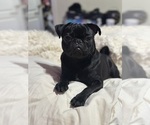 Small Photo #1 Pug Puppy For Sale in MCDONOUGH, GA, USA