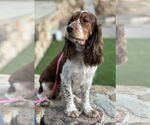Small #4 English Springer Spaniel Mix