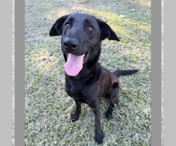 Medium Photo #2 Labrador Retriever-Unknown Mix Puppy For Sale in Conroe, TX, USA