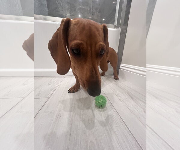 Medium Photo #4 Dachshund Puppy For Sale in Hesperia, CA, USA