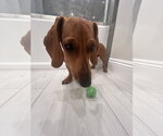 Small #3 Dachshund