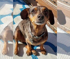 Chiweenie Dogs for adoption in Fruitland, SC, USA