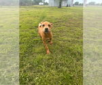 Small #3 American Pit Bull Terrier-Spaniel Mix