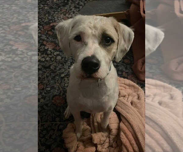 Medium Photo #5 Bernese Mountain Dog-Unknown Mix Puppy For Sale in Omaha, NE, USA