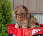 Small Photo #16 Cockapoo (Miniature) Puppy For Sale in GOSHEN, IN, USA