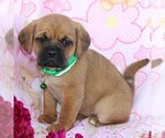 Small Photo #2 Puggle Puppy For Sale in CHARLOTT HALL, MD, USA