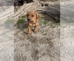 Small Photo #8 Rhodesian Ridgeback Puppy For Sale in MORONGO VALLEY, CA, USA
